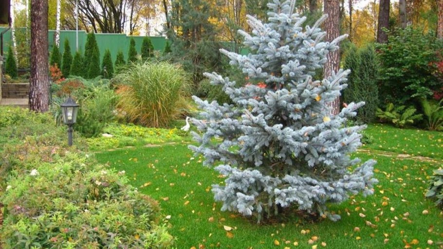 Ель колючая "Хупси" ("Hoopsii")