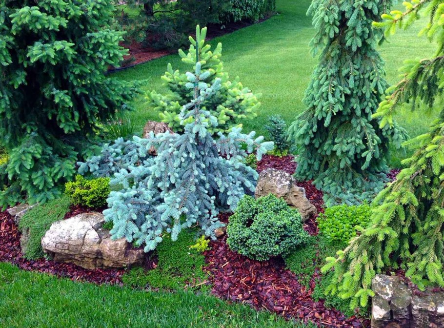 Ель Инверса в миксбордере