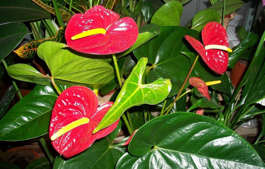 Антуриум Кентукки