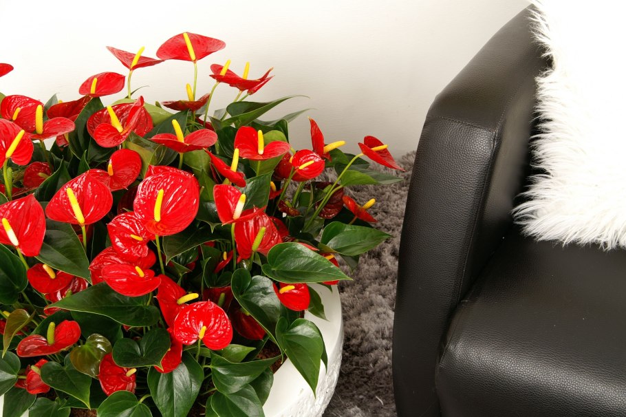 Антуриум красный