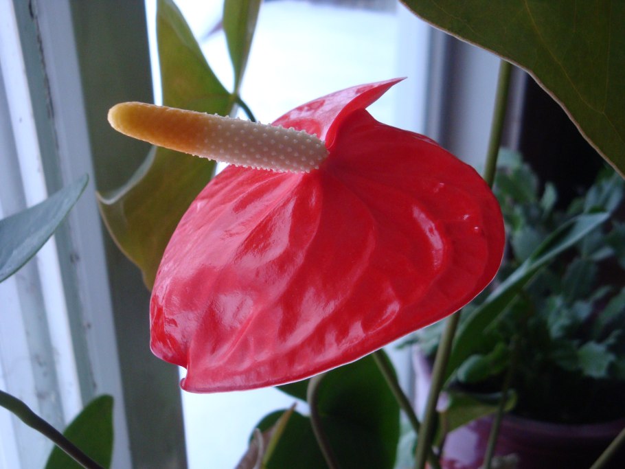 Антуриум изменчивый