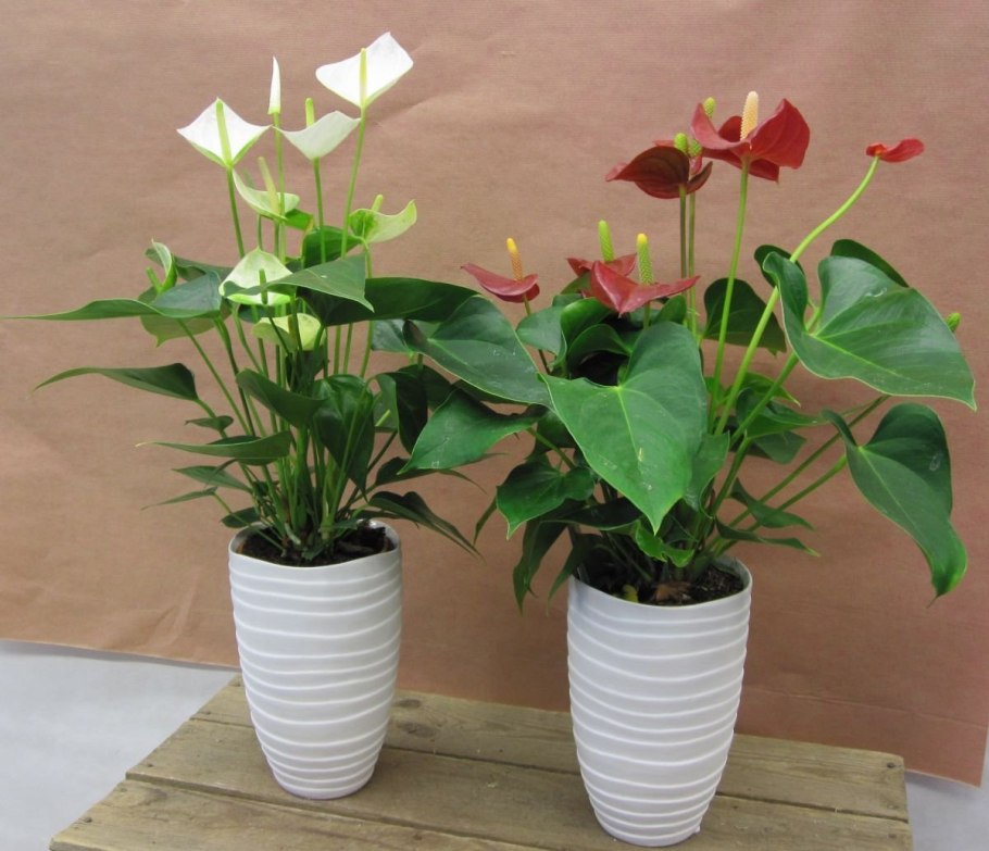 Антуриум и спатифиллум в одном горшке