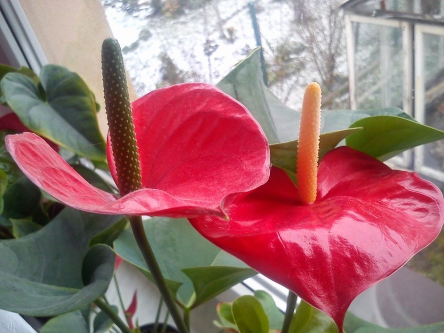 Цветок спатифиллум и Антуриум