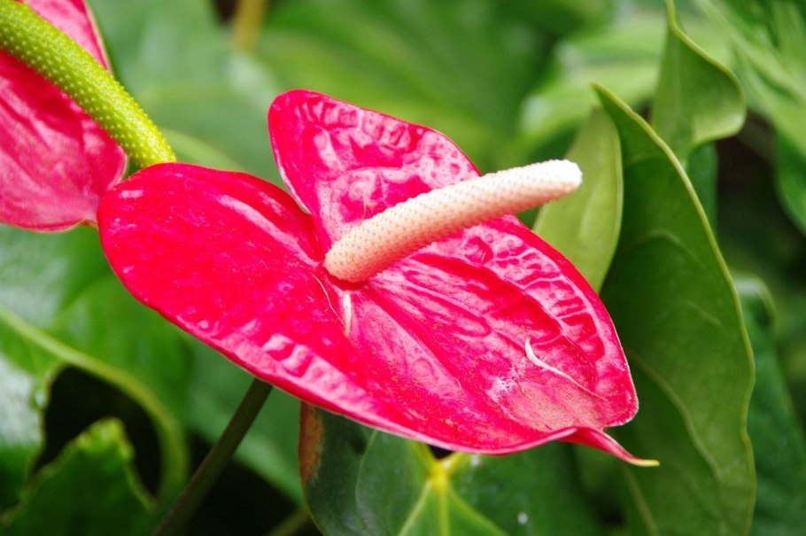 Антуриум Королевский