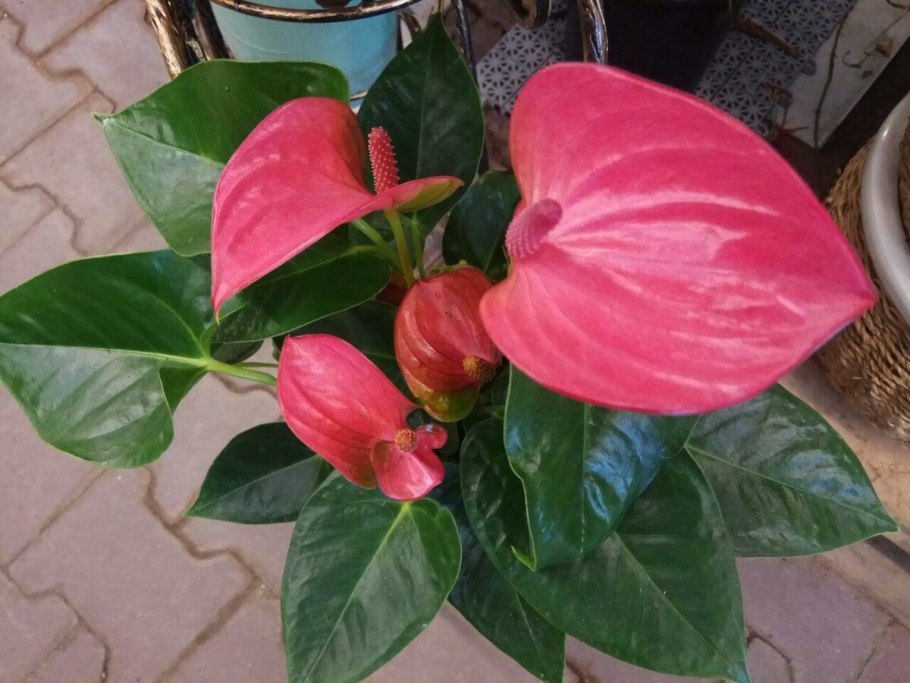 Антуриум Экселент