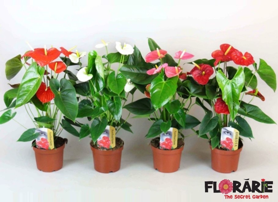 Антуриум Бейкера