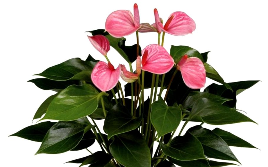 Комнатное растение Антуриум