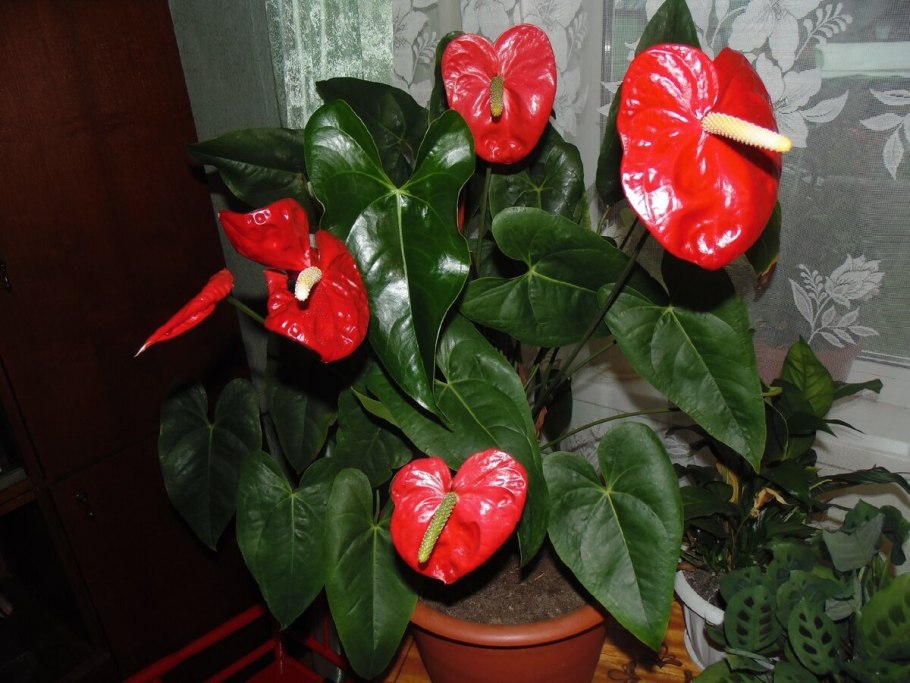 Антуриум Шерцера Алексия Блю