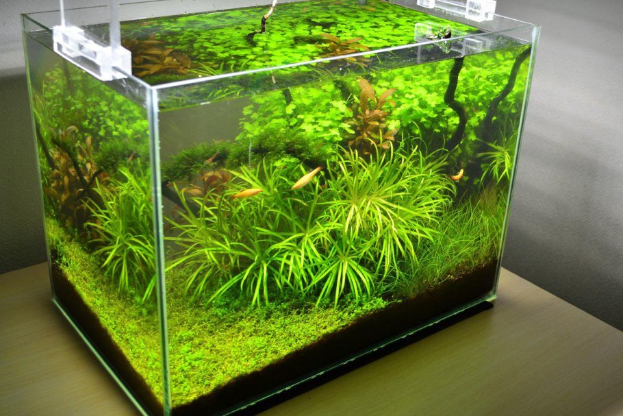 Fluval chi