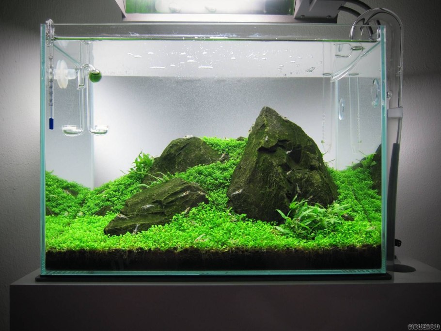 Акваскейп в Кубе 30