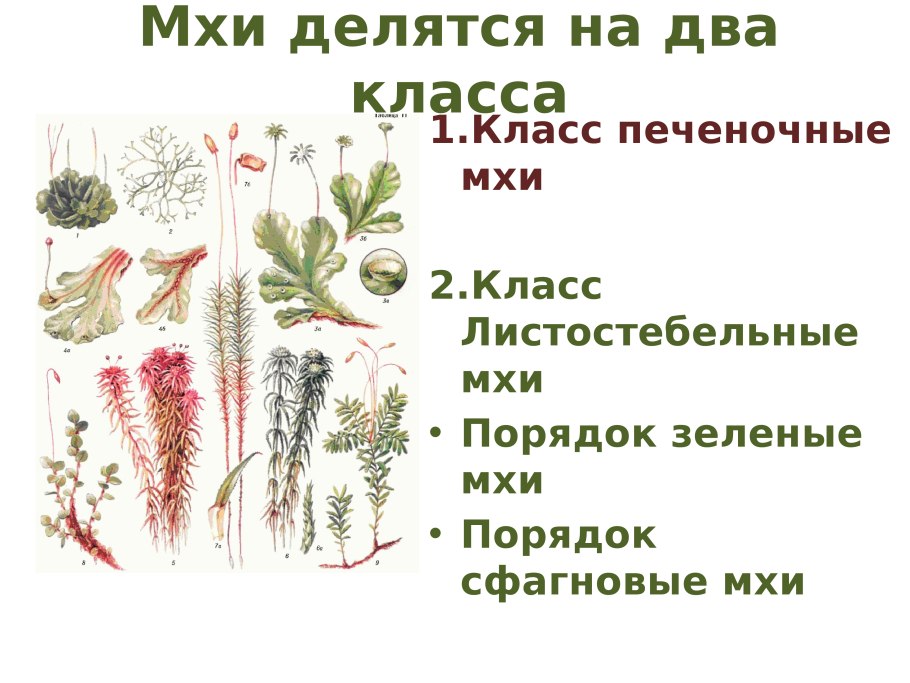 Низшие и высшие споровые растения