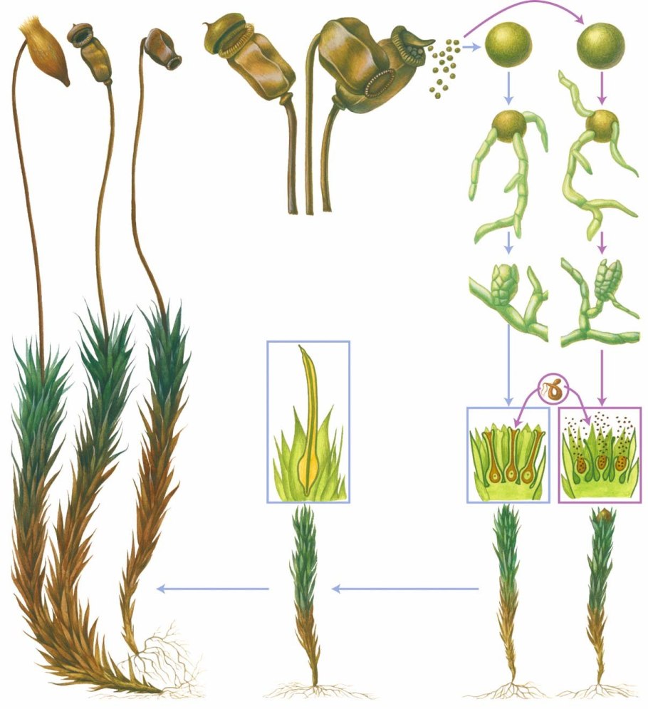 Эволюция растений риниофиты