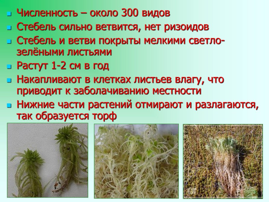 Кукушкин лен размножение схема