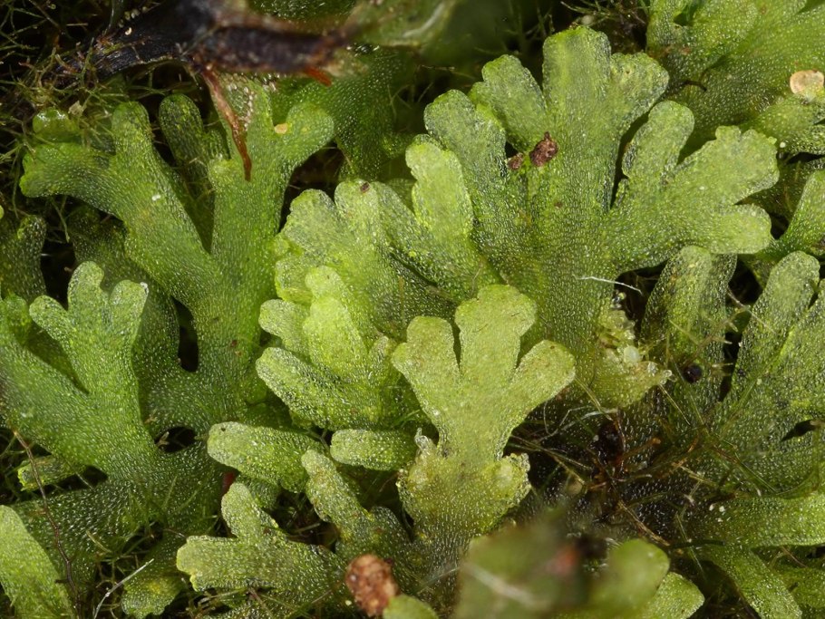Кукушкин лен жизненный цикл