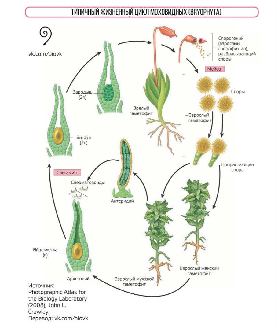 Споровые коробочки мха