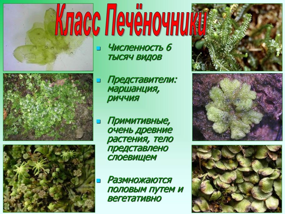 Мох суматранский