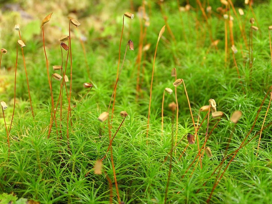 Мох десматодон