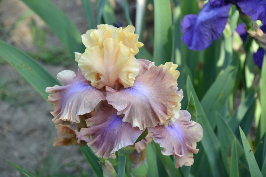 Ирис Монинг шоу