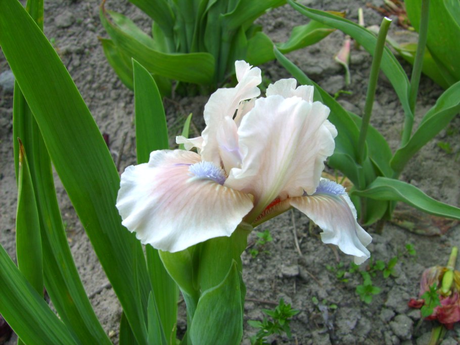 Карликовый Ирис gently Grace