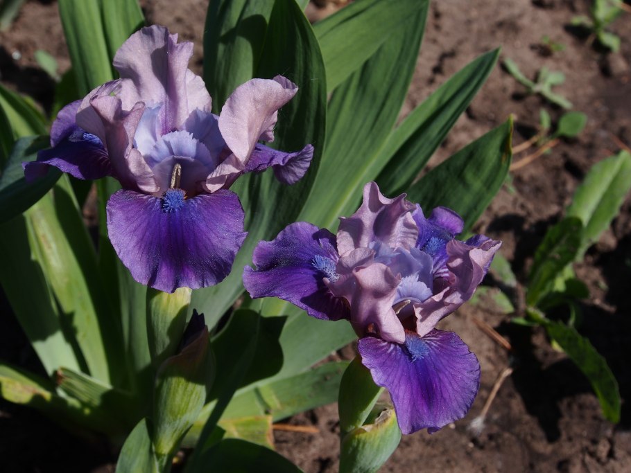 Ирис Пумила