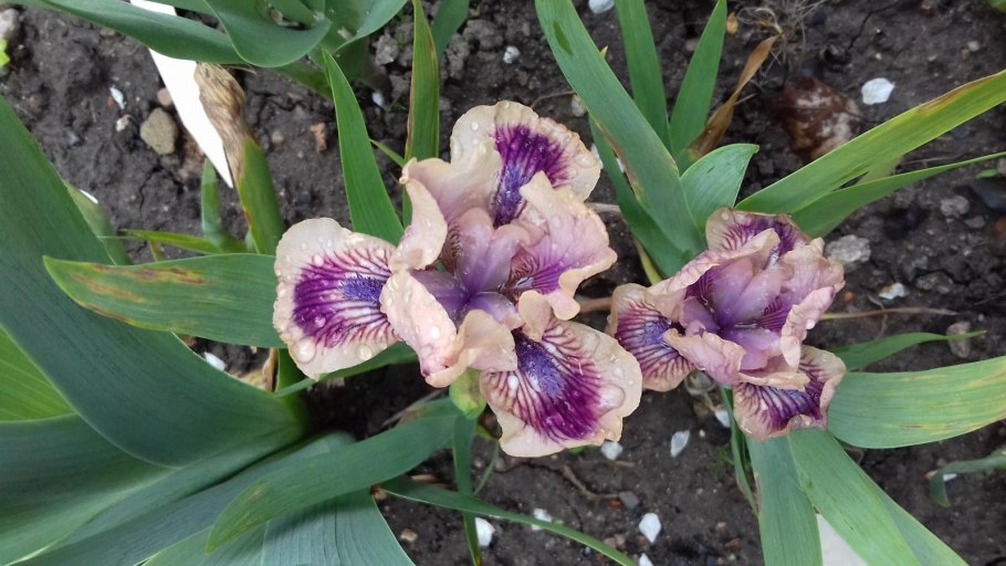 Карликовый Ирис Ринджер