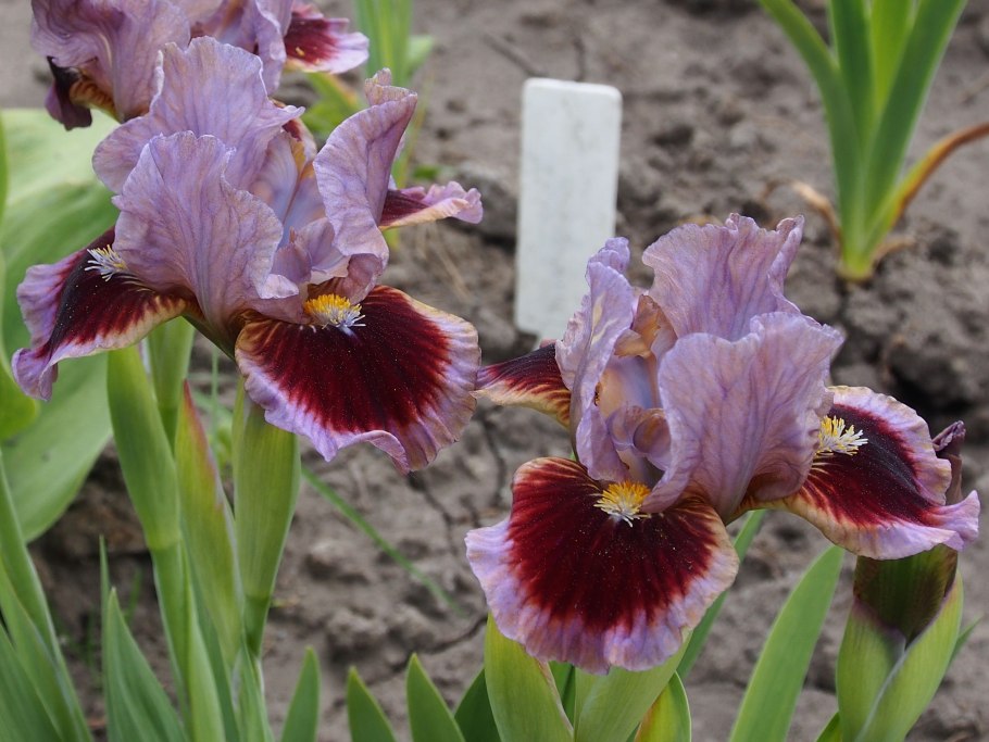 Ирис going in circles