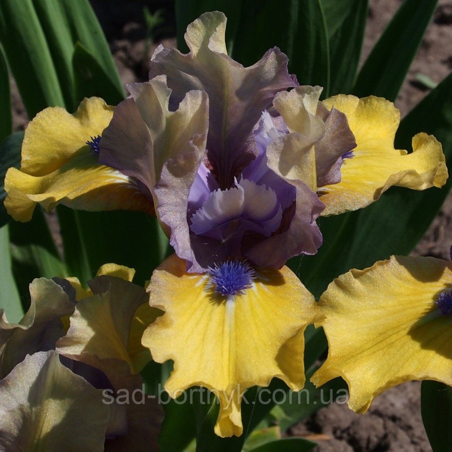 Ирис Magnetic Storm