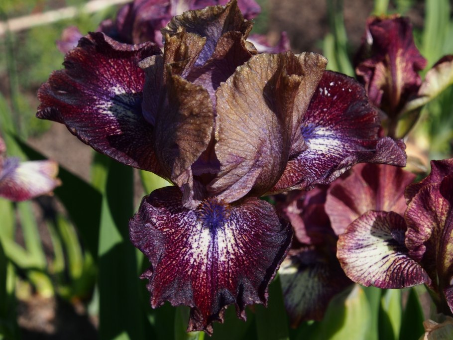 Ирис поток Ориноко