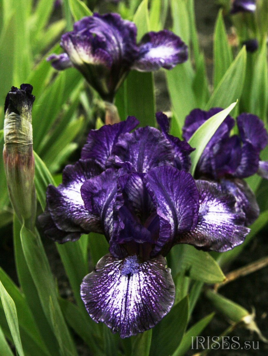 Карликовые бородатые ирисы