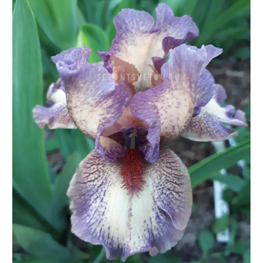 Ирис карликовый фиолетово желтый