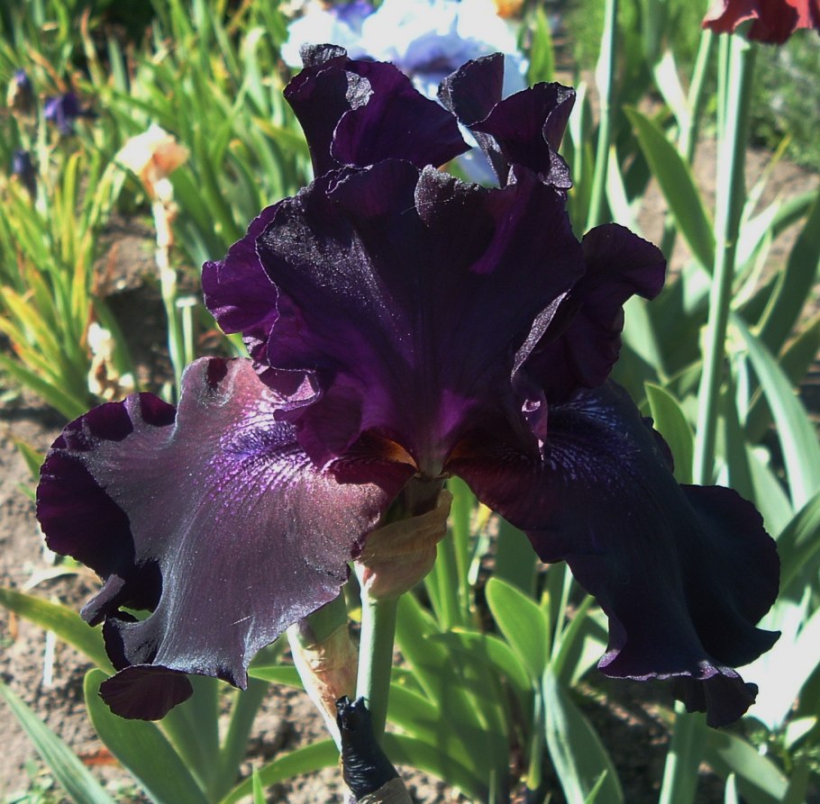 Карликовый Ирис арахис