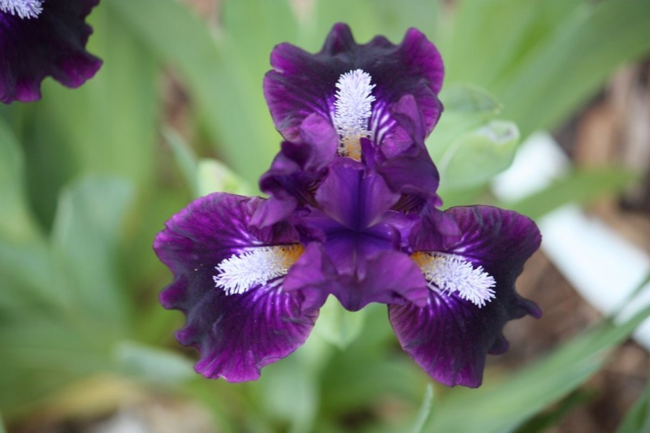 Ирис Блю Айрис