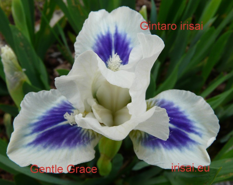 Ирис мини драгон