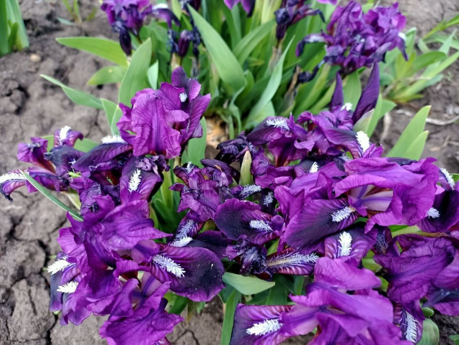 Глинт Ирис карликовый