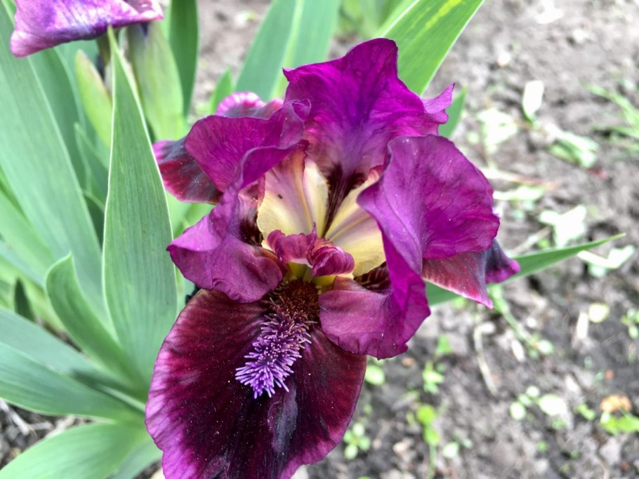 Ирис карликовый Ритц