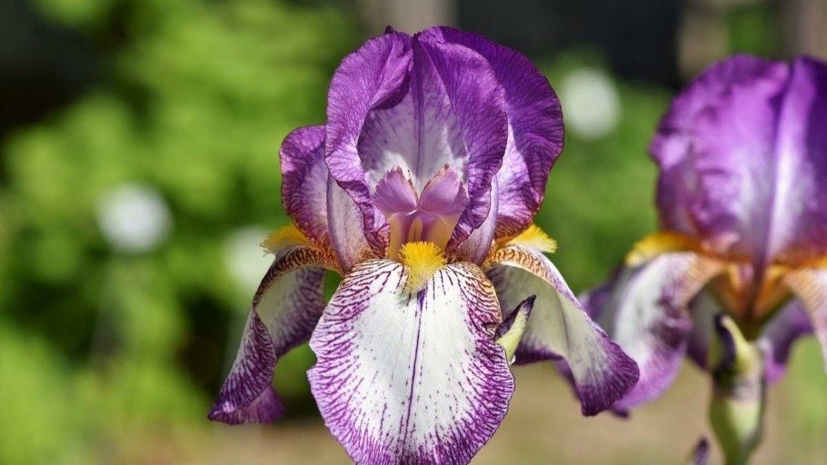 Ирис карликовый Ларрикин