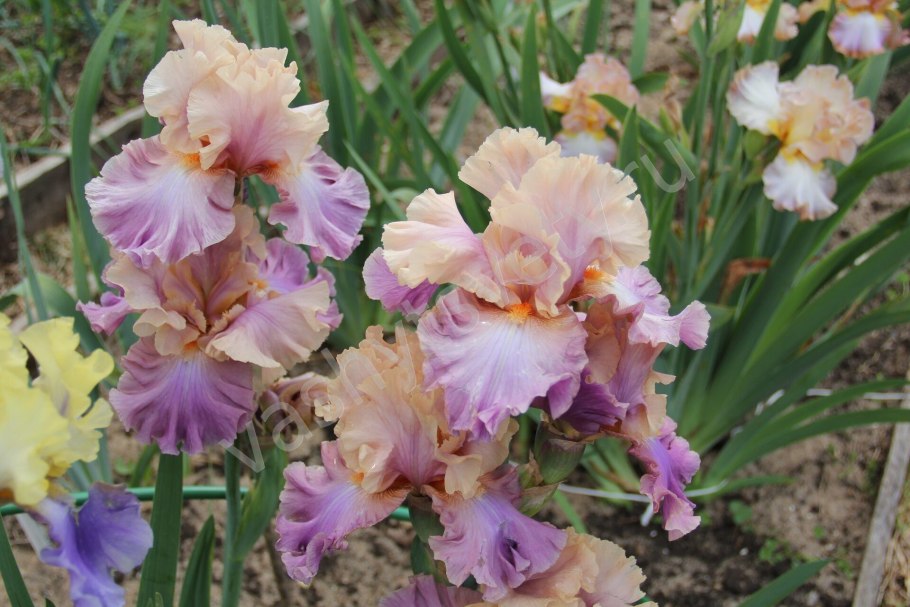 Ирис карликовый Worrywart