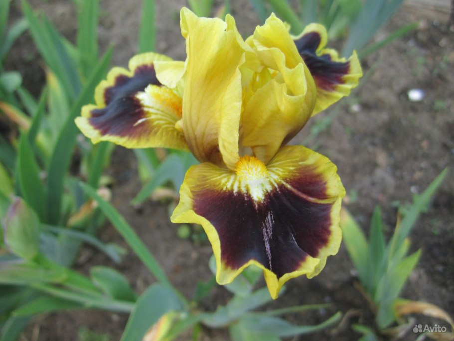 Ирис Петит полка