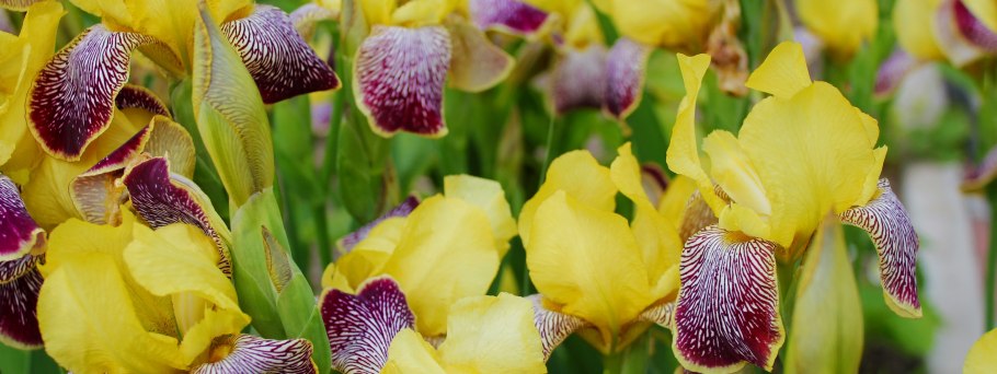 Ирис little satire