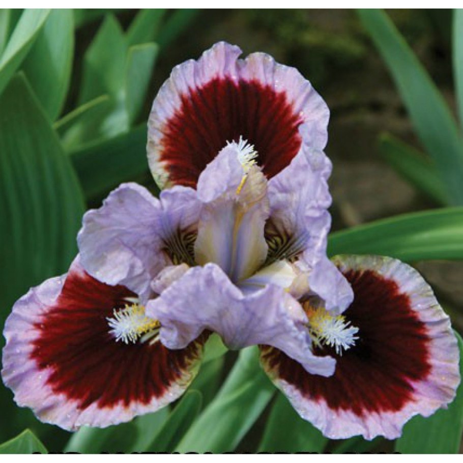 Ирис джойфул