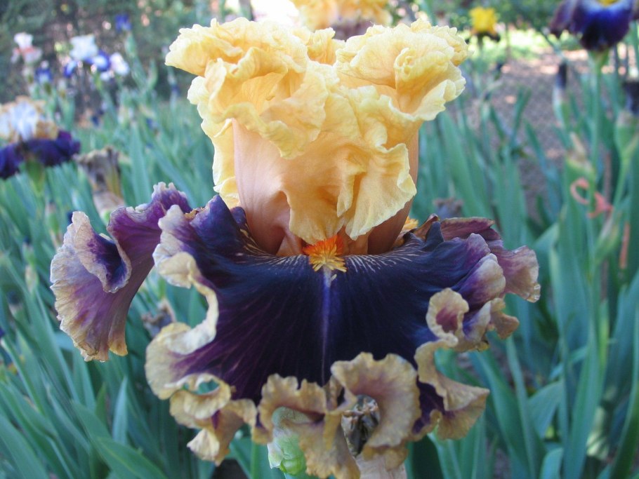 Ирис карликовый Green spot'