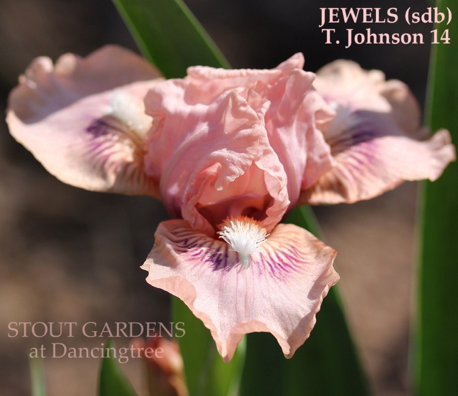 Ирис карликовый Ритц