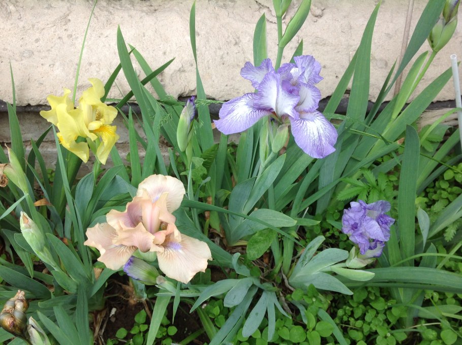 Ирис Action packed