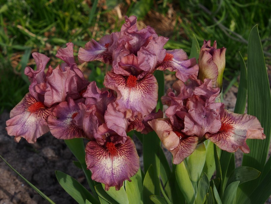 Ирис Германика Superstition