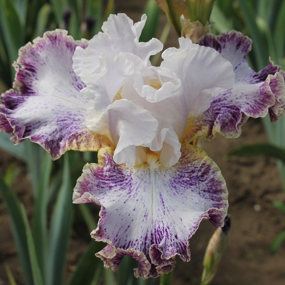 Ирис карликовый with castanets