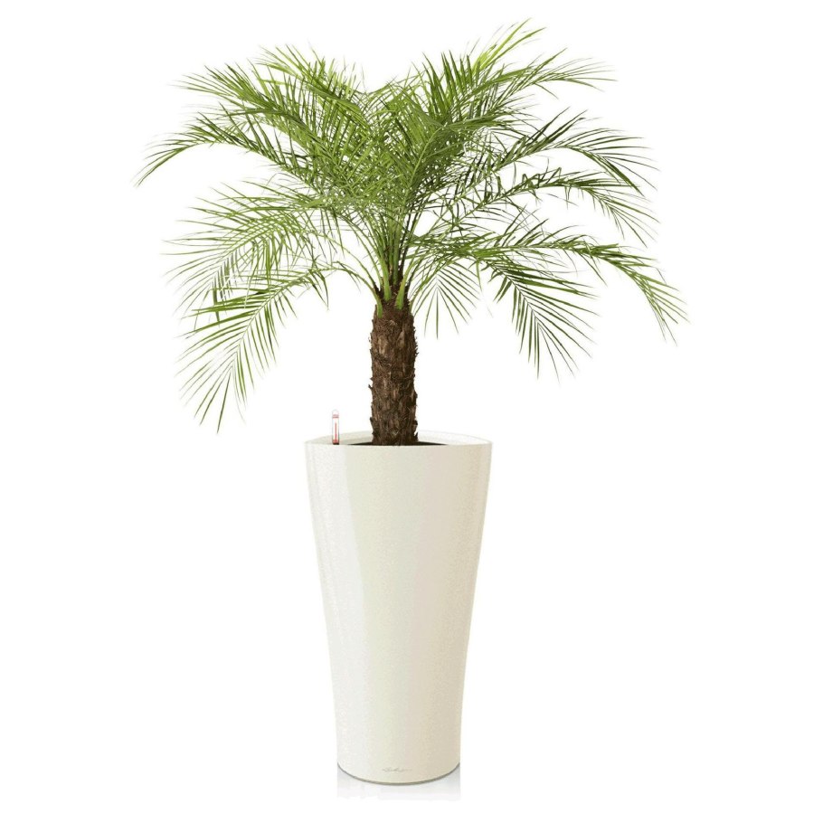 Финик робелини