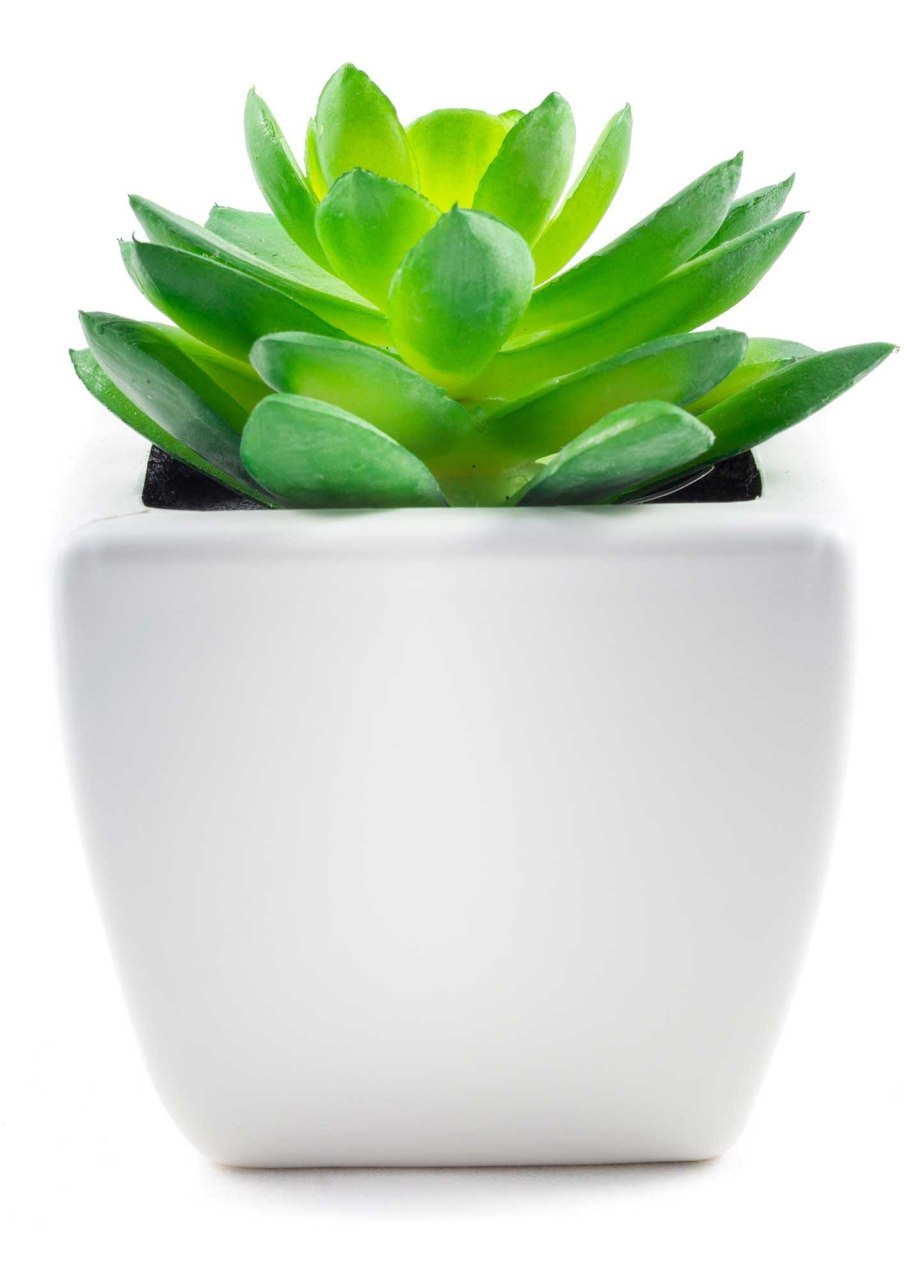 Цветок в горшке на белом фоне