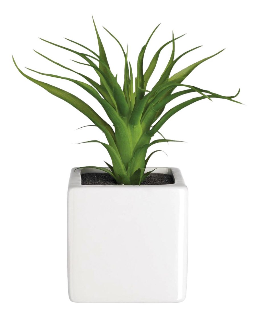 Цветок в горшке на белом фоне