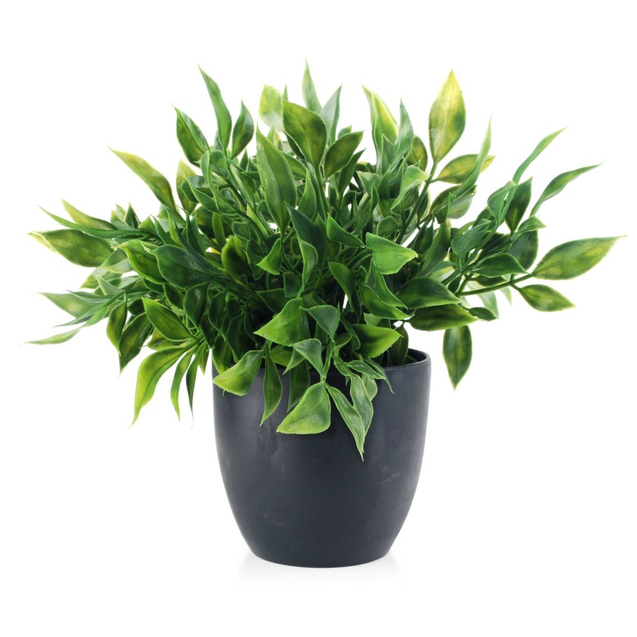 Растение в горшке