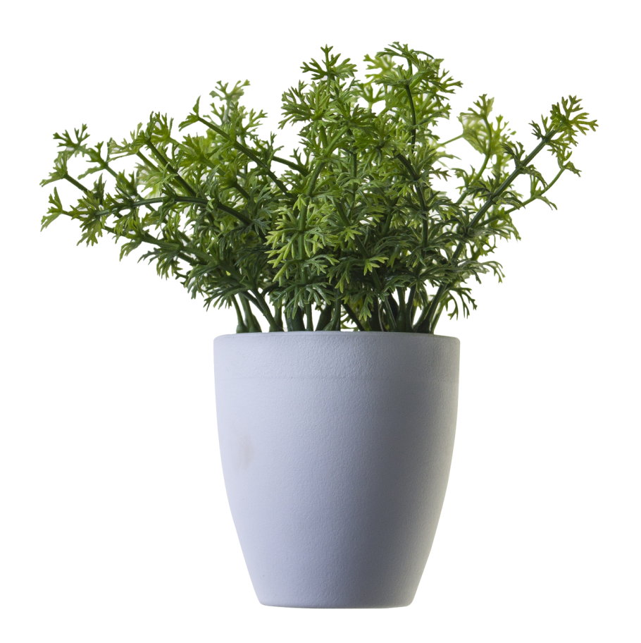 Растение в горшке